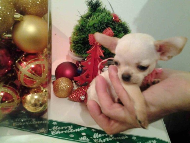 mini-civave-princess-chihuahua-kennel-big-2