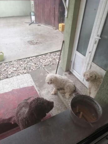 lagotto-odrasli-psi-big-3