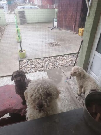 lagotto-odrasli-psi-big-2