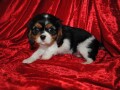 a-donner-jolis-petits-chiot-cavalier-king-charles-small-0