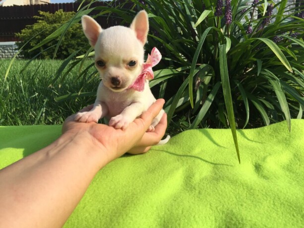 a-donner-chiot-de-type-chihuahua-femelle-big-0