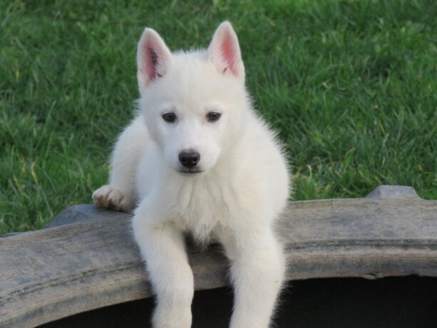 donner-chiot-siberian-husky-femelle-big-0