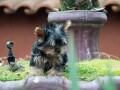 yorki-musko-stene-small-3