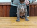 presa-canario-stenci-small-1