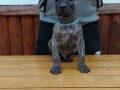 presa-canario-stenci-small-3