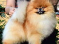 patuljasti-spic-pomeranac-small-0