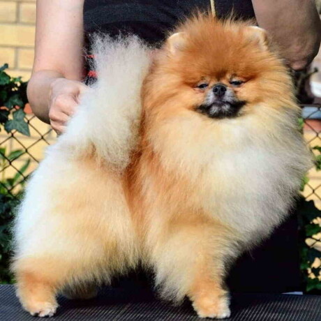 patuljasti-spic-pomeranac-big-0