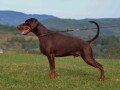 doberman-stene-small-4