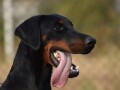 doberman-stene-small-1