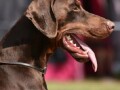 doberman-stene-small-3