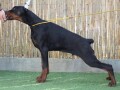 doberman-stene-small-0