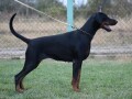 doberman-stene-small-2