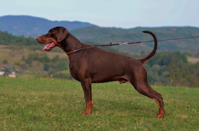 doberman-stene-big-4