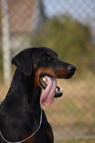 doberman-stene-big-1