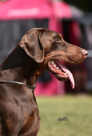 doberman-stene-big-3