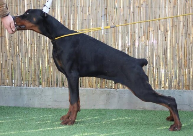 doberman-stene-big-0