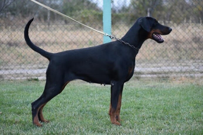 doberman-stene-big-2