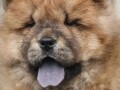 chow-chow-stenci-small-4