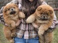 chow-chow-stenci-small-3