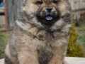 chow-chow-stenci-small-2