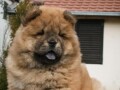 chow-chow-stenci-small-0