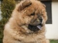 chow-chow-stenci-small-1