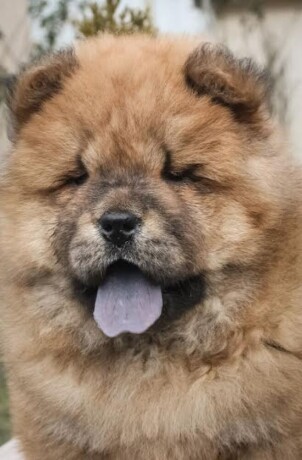 chow-chow-stenci-big-4