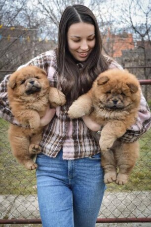 chow-chow-stenci-big-3