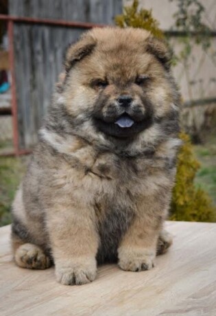 chow-chow-stenci-big-2