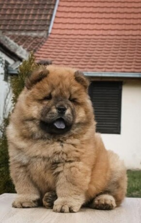 chow-chow-stenci-big-0