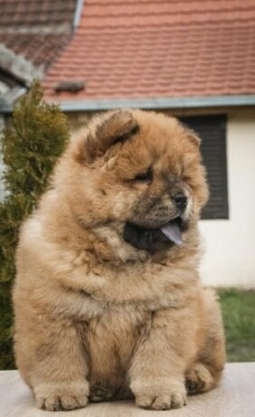 chow-chow-stenci-big-1