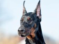 doberman-stenci-small-1