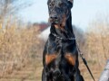 doberman-stenci-small-2