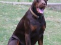 doberman-stenci-small-4