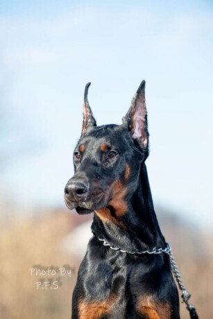 doberman-stenci-big-1