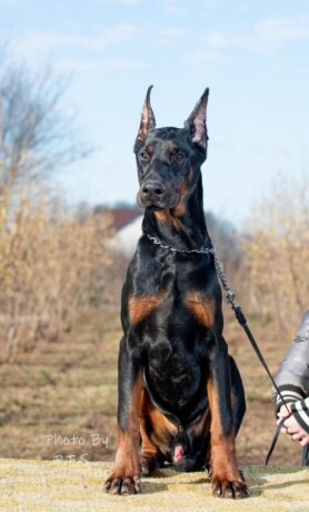 doberman-stenci-big-2