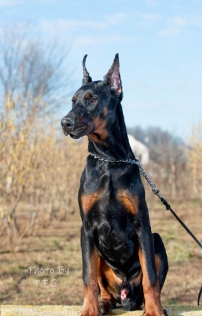 doberman-stenci-big-0