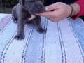 cane-corso-stenci-sive-boje-small-0