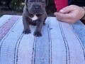 cane-corso-stenci-sive-boje-small-4