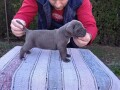 cane-corso-stenci-sive-boje-small-1