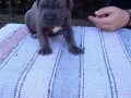 cane-corso-stenci-sive-boje-small-2