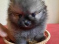 pomeranac-boo-small-2