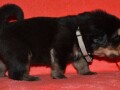 tibetski-mastif-vrhunski-zdravi-stenci-na-prodaju-small-3