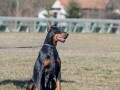 doberman-zenka-small-1