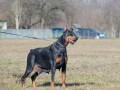 doberman-zenka-small-3