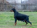 doberman-zenka-small-4