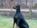 doberman-zenka-small-2