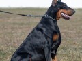 doberman-zenka-small-0