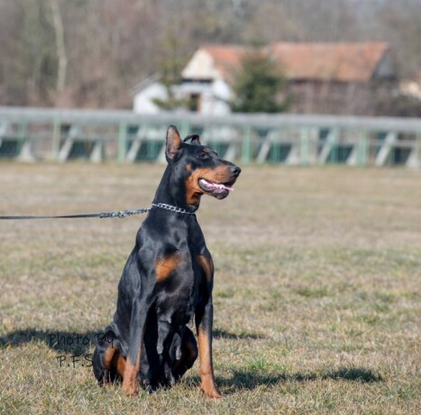 doberman-zenka-big-1