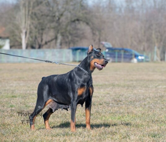 doberman-zenka-big-3